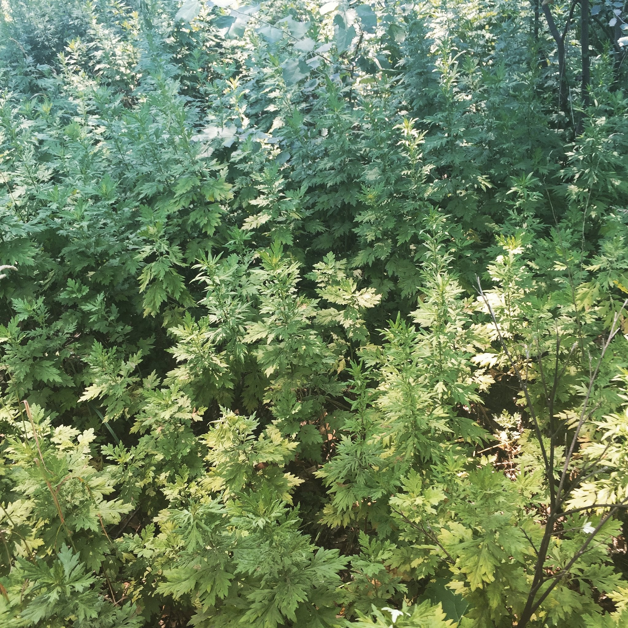 Accessing Artemisia: The Powerful Healing Properties of Mugwort and Wormwood