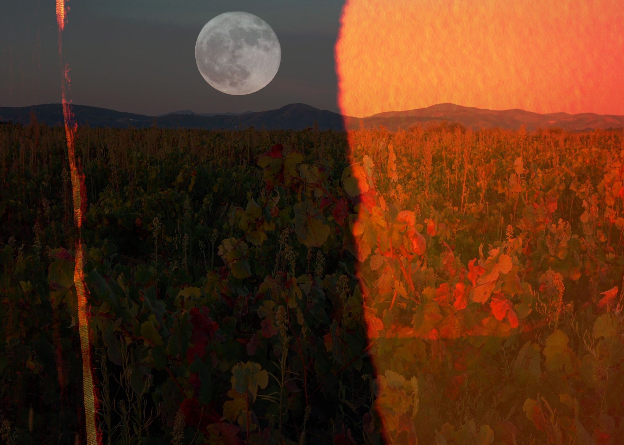 What's in a Name? The Power of Language and Herbal Identity