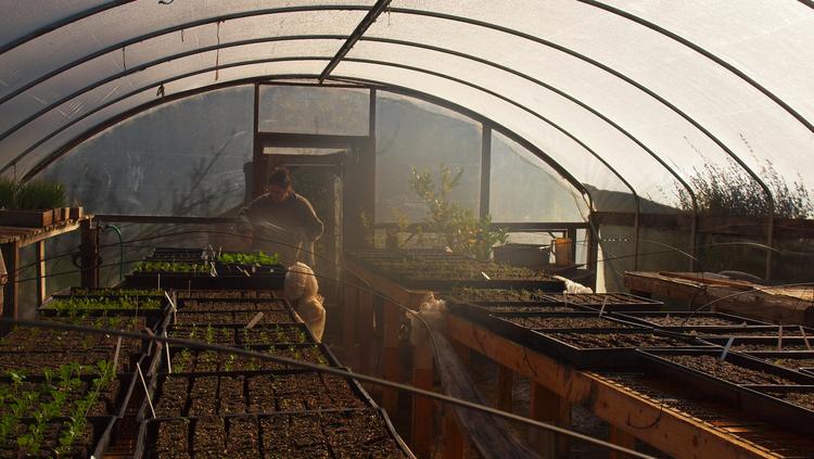 Baby Herbs: Nurturing Young Plants for Healing and Self-Care