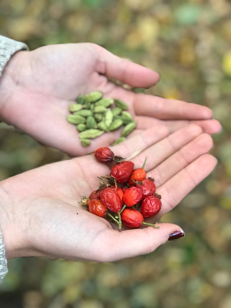 Seeds: Symbols of Death, Rebirth, and Plant Medicine Cycles