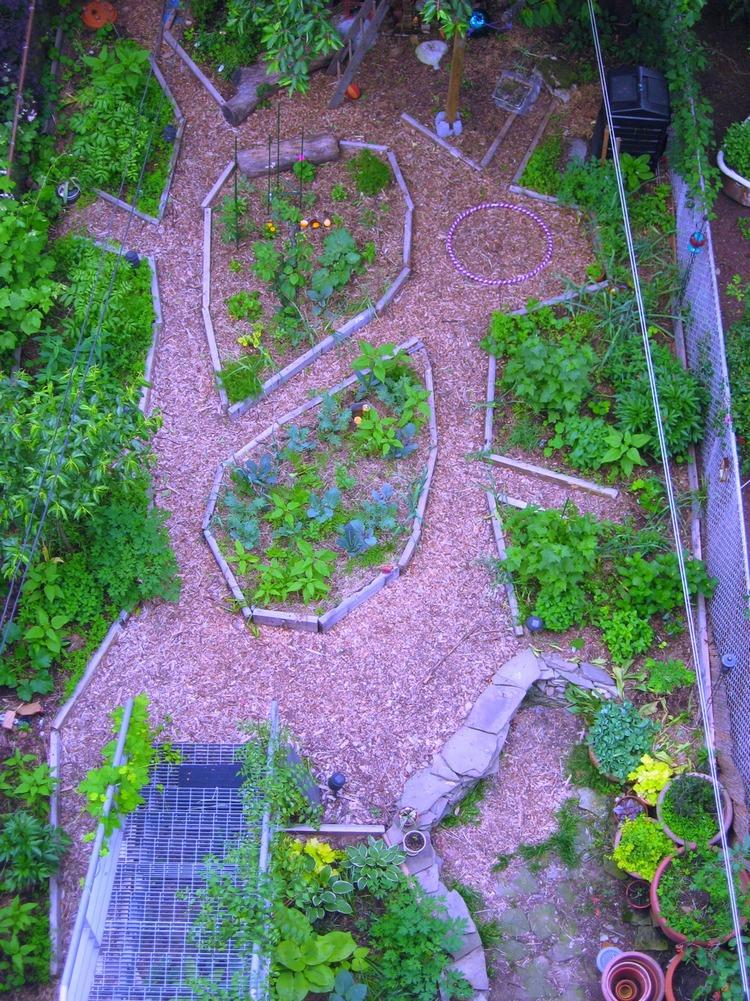 Summer Backyard Herbal Update: Seasonal Plant Medicine Observations