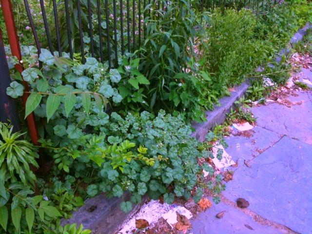 Weeds Speak: The Hidden Healing Power of Common Backyard Plants