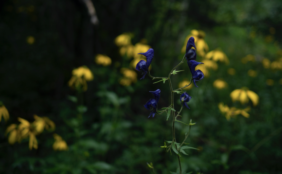 On Beauty: A Manifesto for Herbal Self-Care and Authentic Wellness