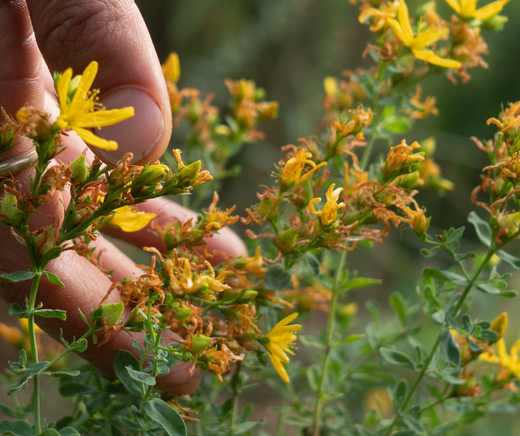 Herbs for Wildfire Support: Plant Protection and Respiratory Relief During Fire Season